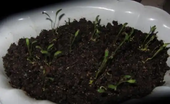 铜钱草种子怎么种出芽期间注意种子透气