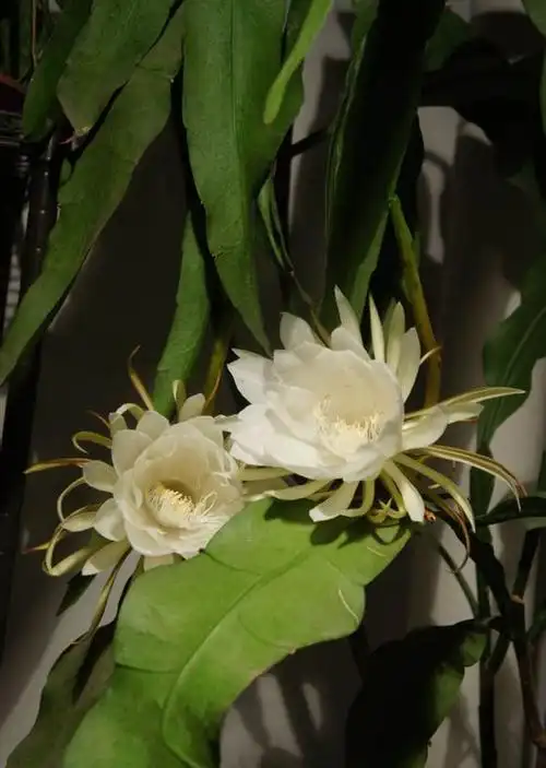 昙花 是属于仙人掌科昙花属的植物, 这个花花可谓大名鼎鼎, 名称也有