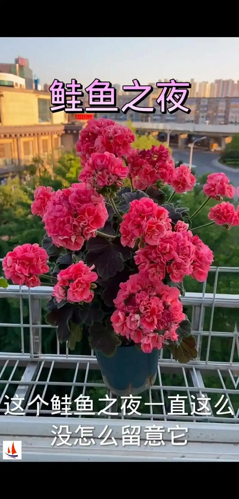 35个品种图片天竺葵##丘陵地  - 抖音