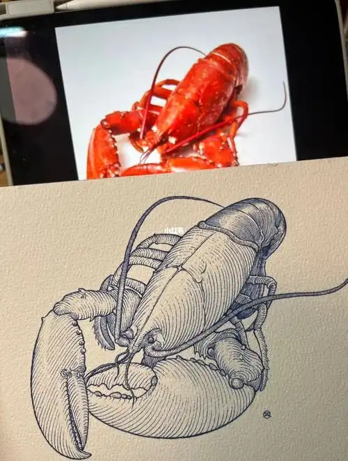 波士顿大龙虾02到底啥味啊05钢笔画