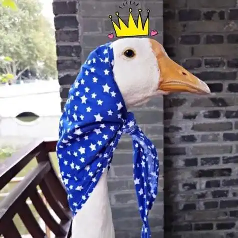 头像丨大白鹅可爱头像