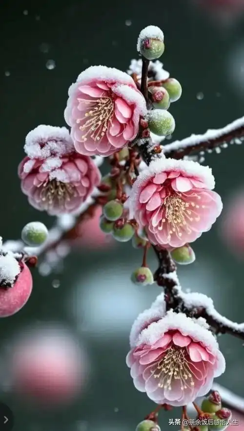 不恨开时晚,自知能傲雪,古诗词里的梅花,唯美了整个冬天!