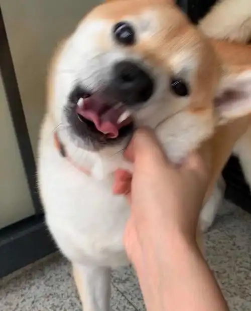 柴犬 狗子 表情包