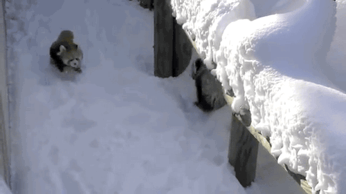 动物gif雪gif冬天gif扑倒gif