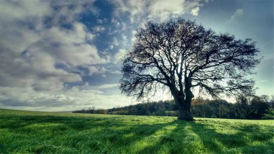 电脑桌面壁纸尺寸(1920x1080)适合任何电脑尺码,全是以绿色图片为背景