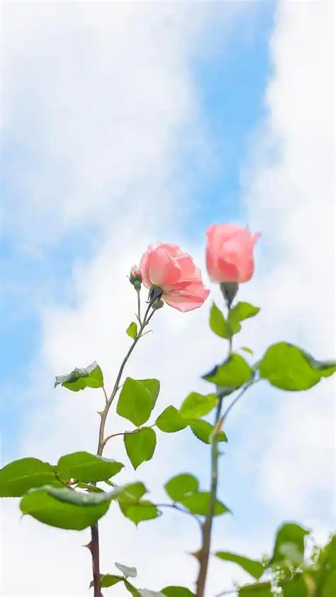 美好的图片唯美浪漫图文话题讨论