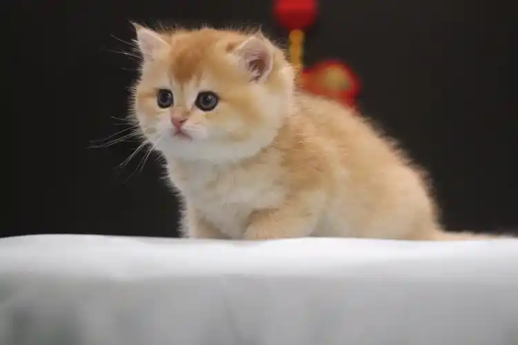 宠物猫英短金渐层ny12色赛级猫wcf实名认证咪玖名