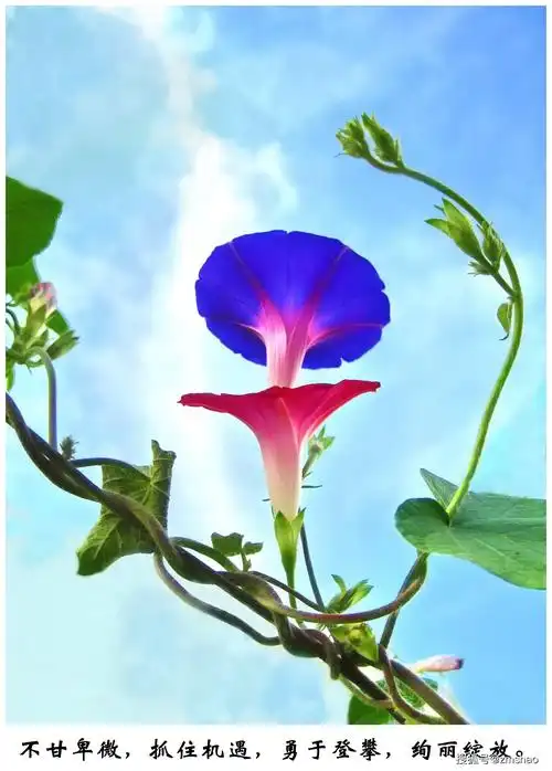 喇叭花也美丽