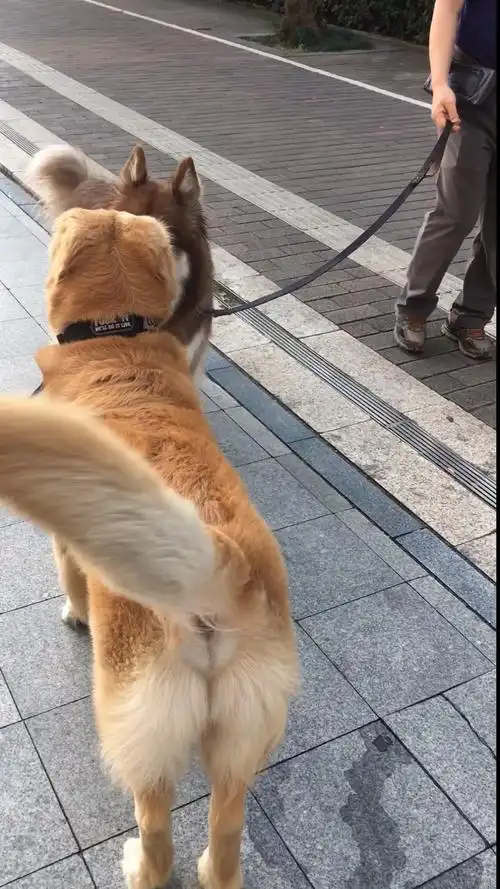 金毛#电动尾巴摇出新感觉