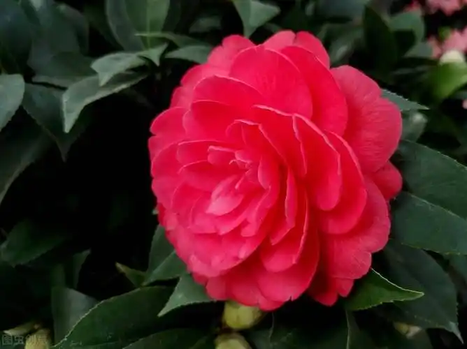 端庄高雅,秀美迷人的大山茶花