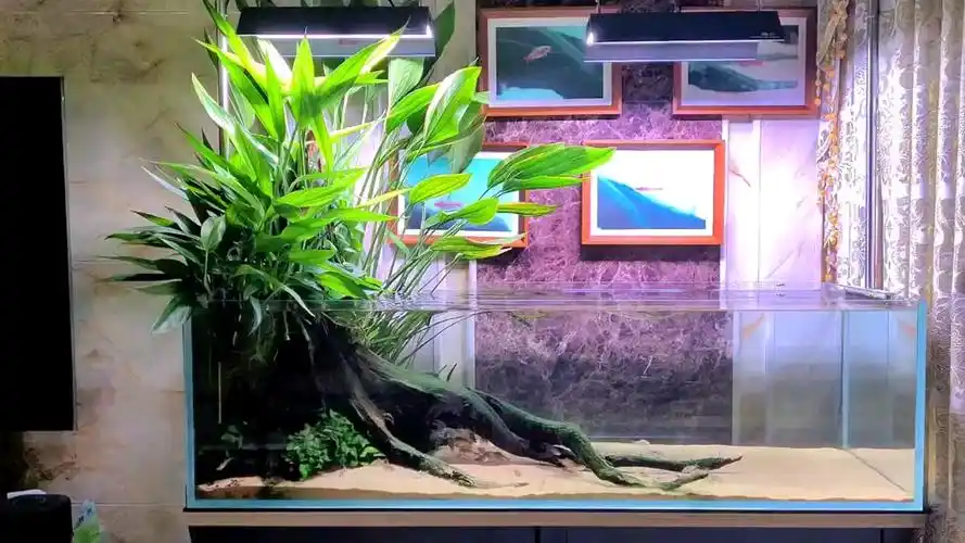 一体沉木树桩造景,草缸,简约草缸,经典树桩造景