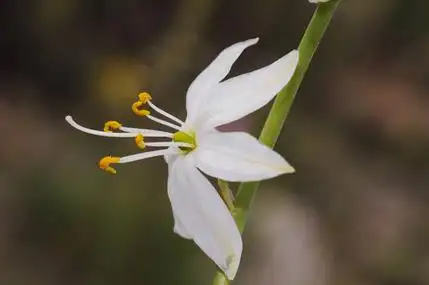特别是温带和亚热带地区三门不同 1石蒜科被子植物门2百合科木贼门有