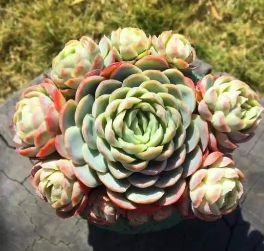 多肉冰梅养护,操作简单,夏季叶子五彩缤纷,做到3点轻松爆盆