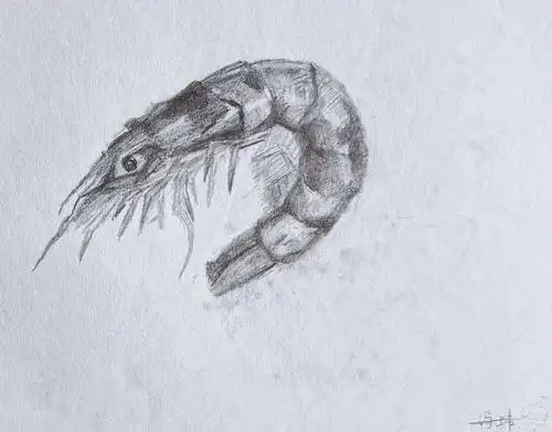 素描静物——青儿美育大课堂周末班同学们