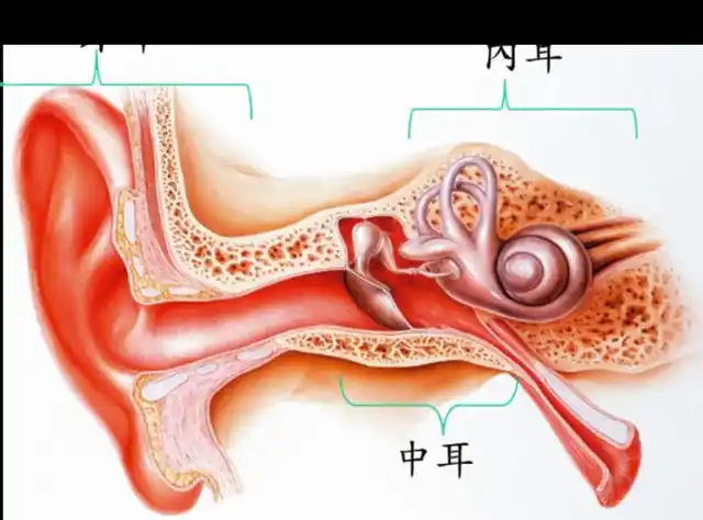 外耳道(从耳道口到鼓膜的管道)