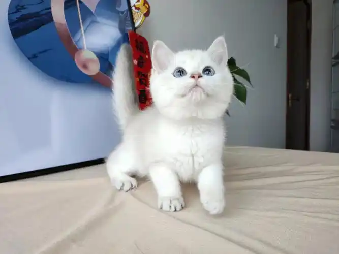 蓝金点妹妹找家长