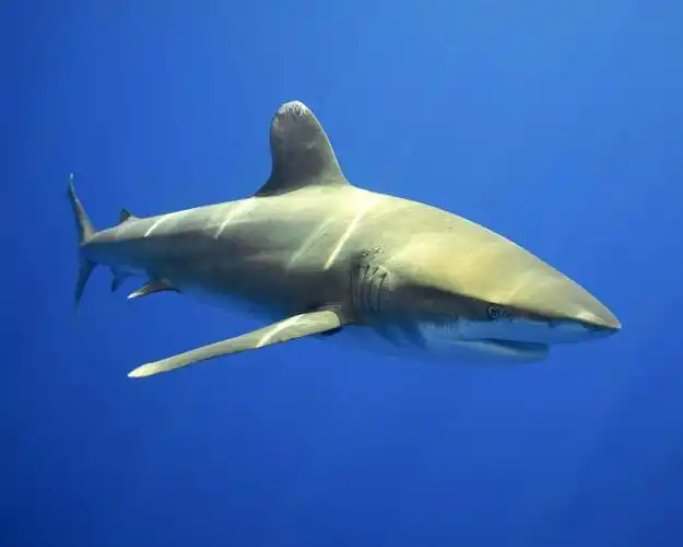 albimarginatus /i>)是真鲨科,真鲨属的一种大而细长的鲨鱼