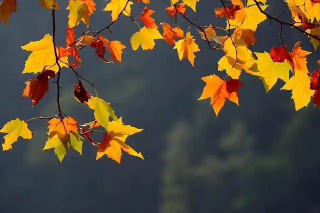 立秋将至,气始肃,一首《立秋》,感悟一叶知秋的意境