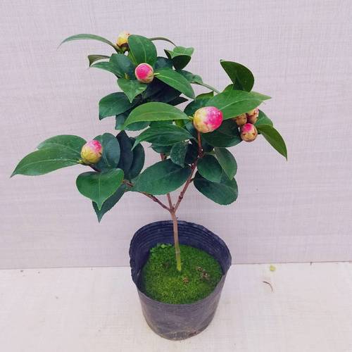 十八学士茶花盆栽白底粉色带花苞室内花卉山茶树四季阳台庭院绿植