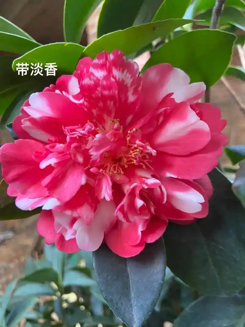 四季茶花部分品种开图片鉴赏#茶花 #四季茶 - 抖音