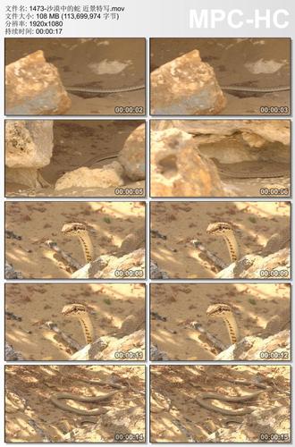 沙漠中的蛇近景特写 实拍视频素材