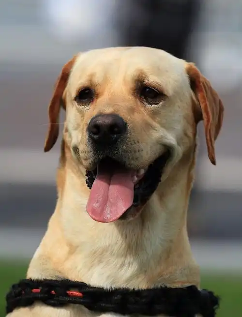 拉布拉多犬