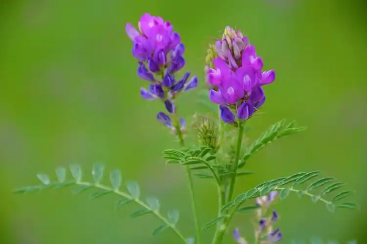紫色达乌里黄芪花,原创拍摄