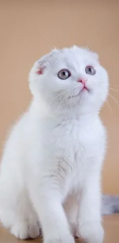 可爱折耳猫,用呆萌的眼神看着你