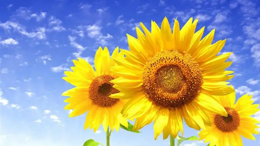 唯美灿烂向日葵风景桌面壁纸