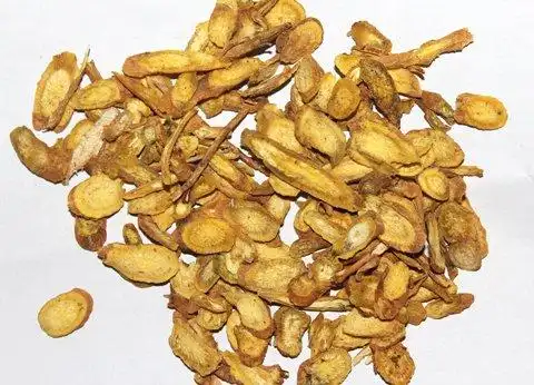 名称】huang qin 【别名】山茶根,黄芩茶,土金茶根,黄花黄芩,大黄芩