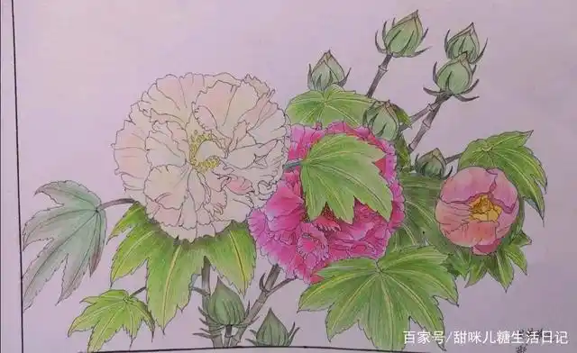 彩铅芙蓉花,有喜欢的吗?
