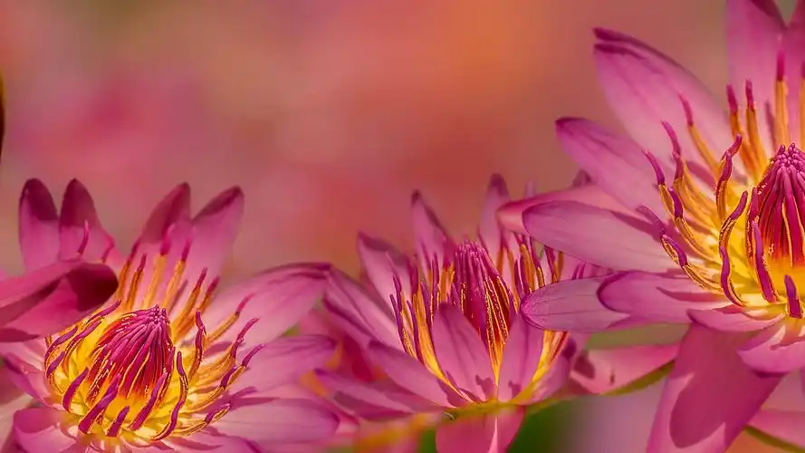 壁纸 粉红色的睡莲的花微距摄影