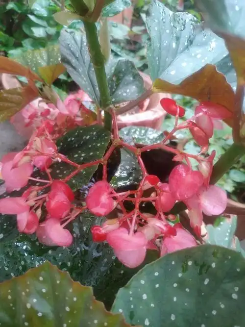 美丽的竹节海棠花