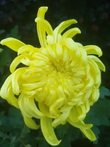 金黄金黄的菊花散发出诱人的香味,让人心旷神怡,流连忘返.