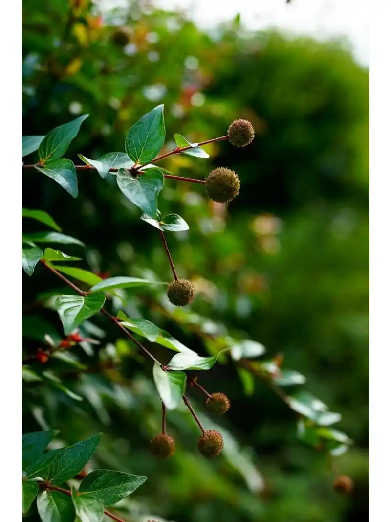 细叶水团花|水杨梅 水花团团溅,河岸枝条展. 细叶水团花,别名水杨梅,