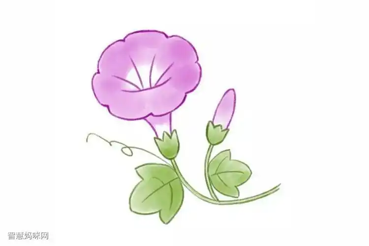牵牛花的简笔画怎么画最好看又简单(花的简笔画牵牛花的简笔画)