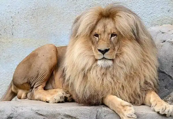 这才叫金毛狮王,这发型没有之一只有唯一