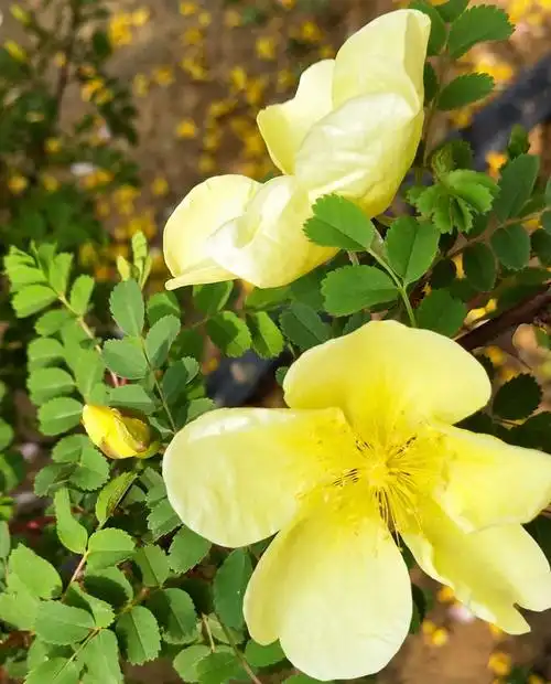 清香醉人一黄刺梅