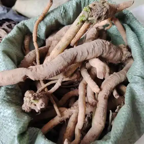【官方旗舰】广西土党参 野党参 新鲜 土参 土党参 500克 新鲜 一斤