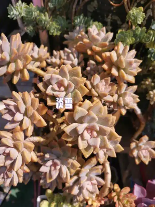 如此可爱的淡雪和桃美人