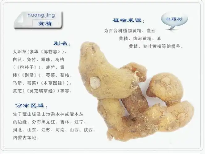 黄精的功效与作用