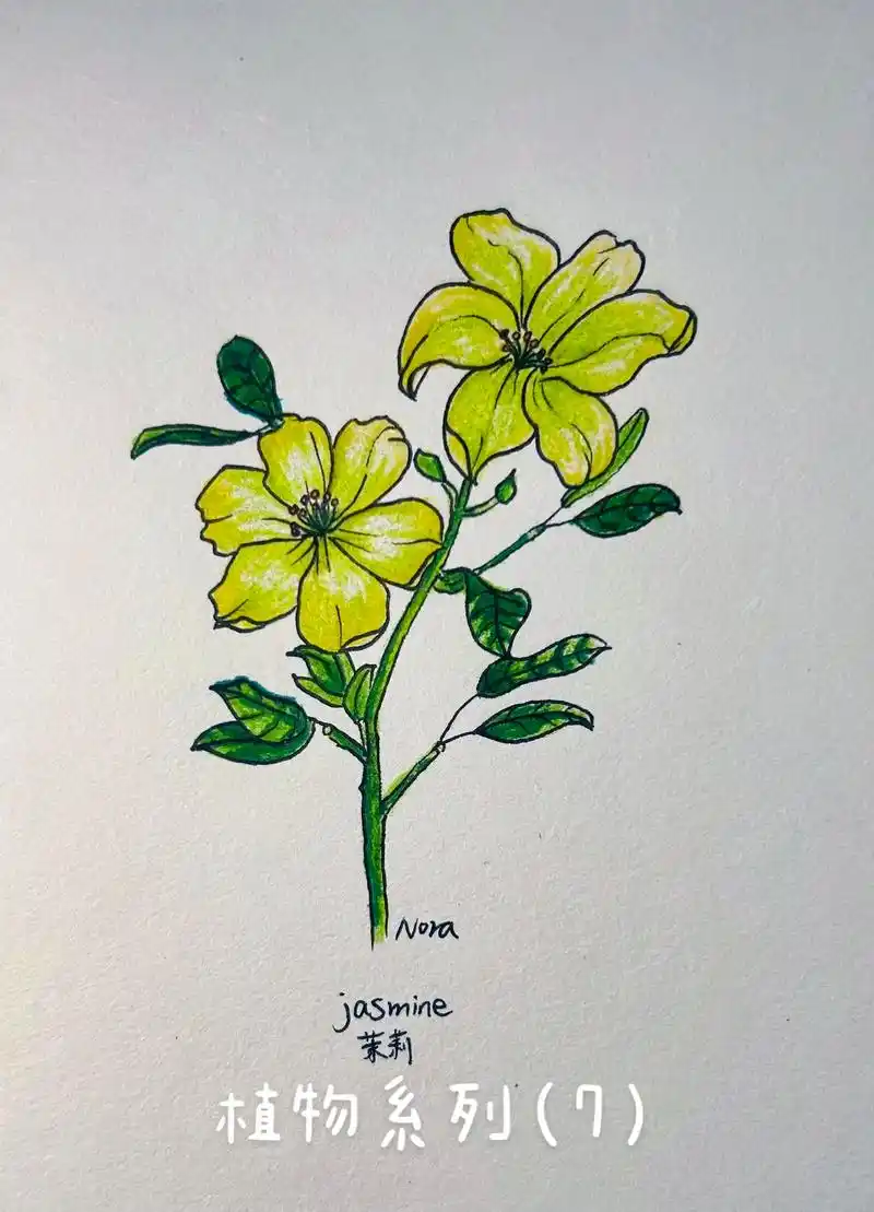 手绘花朵 #画画打卡 #简笔画 好一朵美丽的茉莉花09 - 抖音