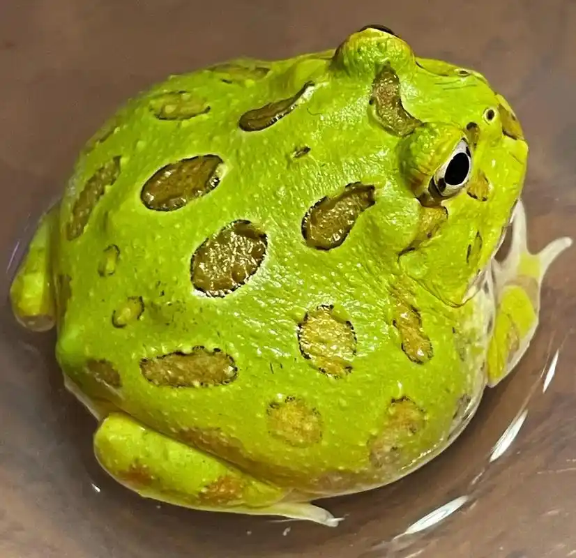 90小瓜91日记92.#日常碎片07 #角蛙 #青蛙90 # - 抖音