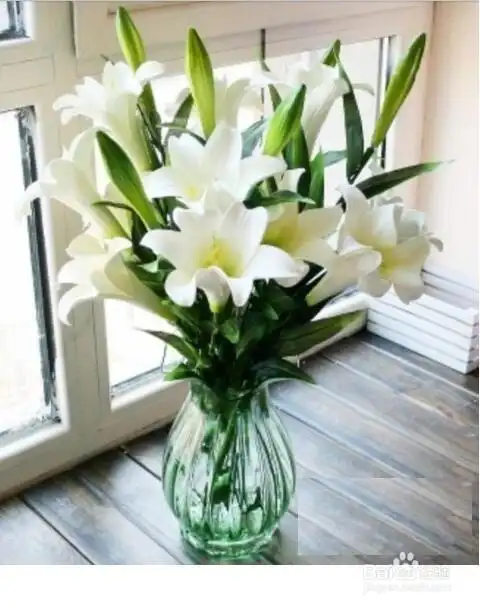 百合花插花瓶如何养植