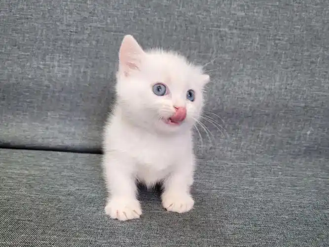 纯白英短曼基康矮脚弟弟