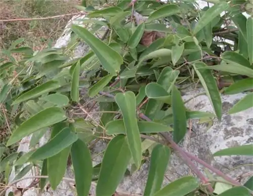 老虎须,专治风湿关节炎,缘出威灵寺,灵验得名仙!
