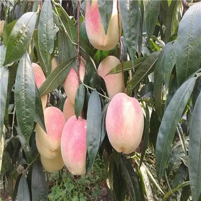 早熟油桃桃树苗一棵多少钱