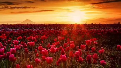 郁金香花海壁纸