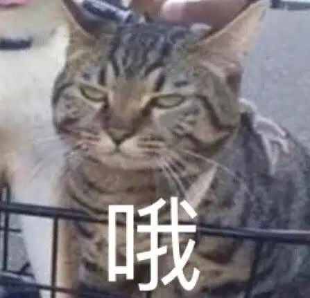 萌宠喵星人哦高冷呆萌凶巴巴gif动图_动态图_表情包下载_soogif