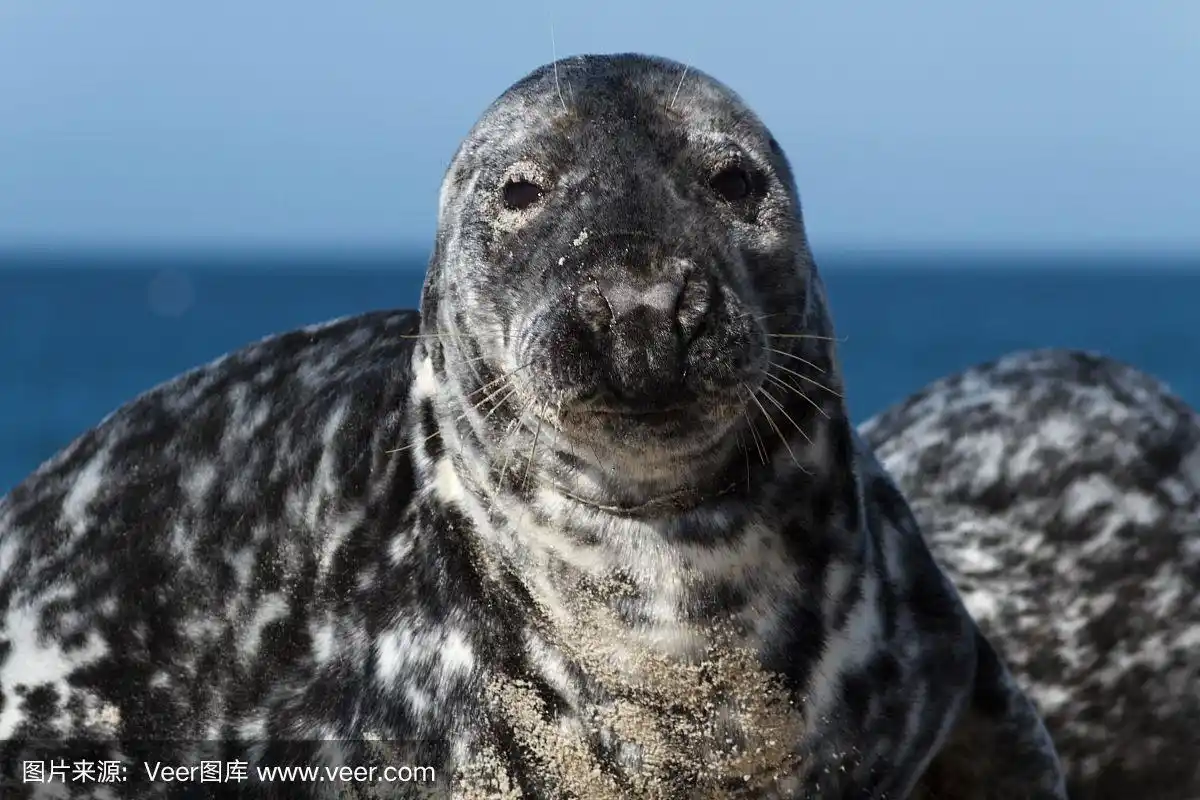 黑戈兰沙丘上的海豹看着你